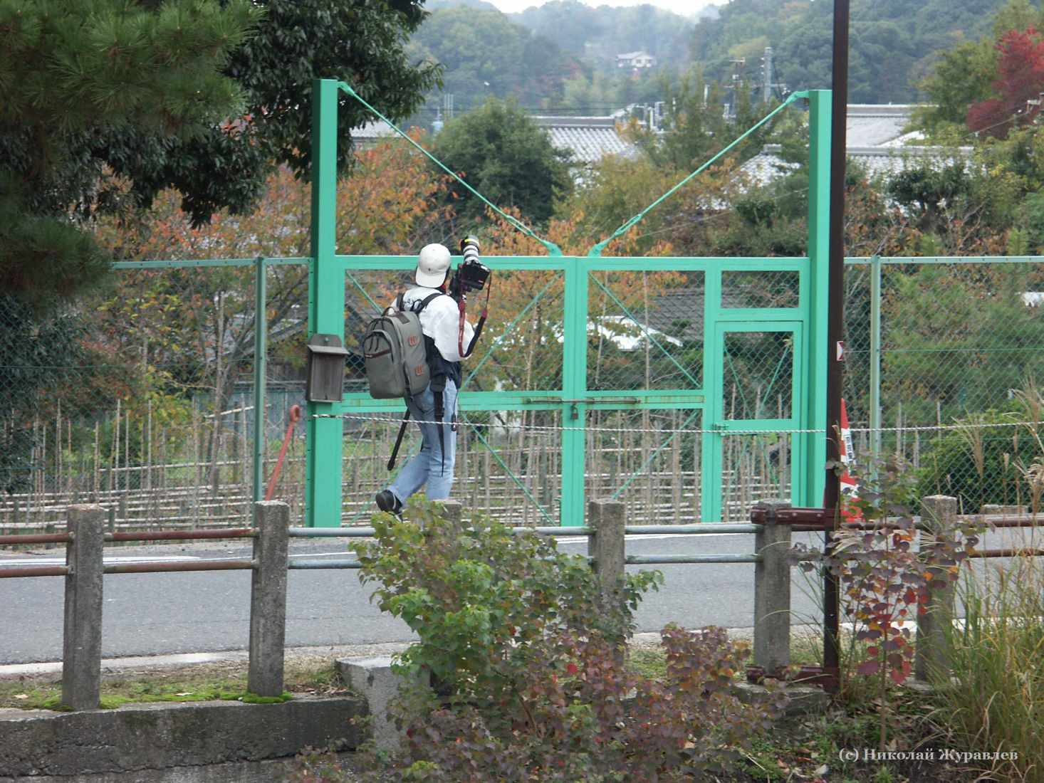 Японский фотограф снимает клены