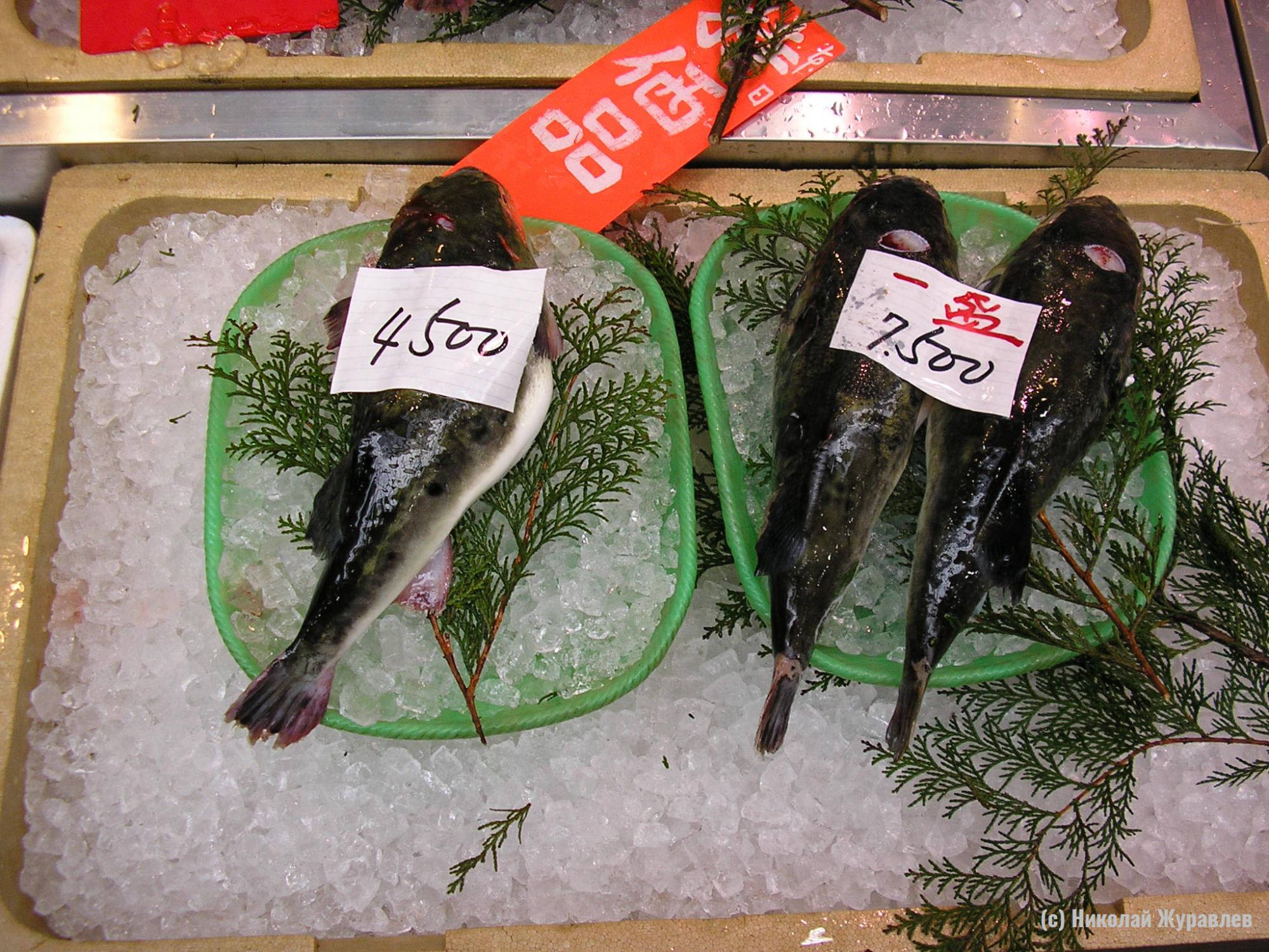 Фугу на рыбном рынке в Осаке