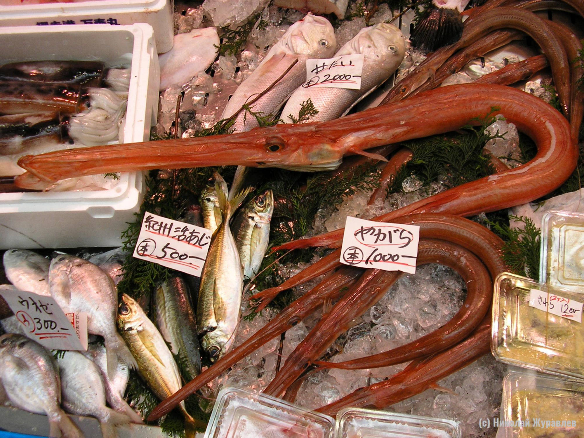 Морская игла на рыбном рынке в Осаке