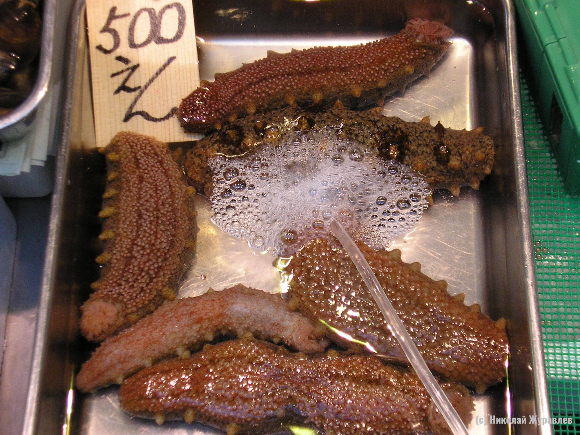 Трепанги на рыбном рынке в Осаке